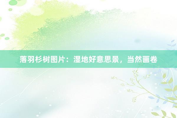 落羽杉树图片:湿地好意思景,当然画卷